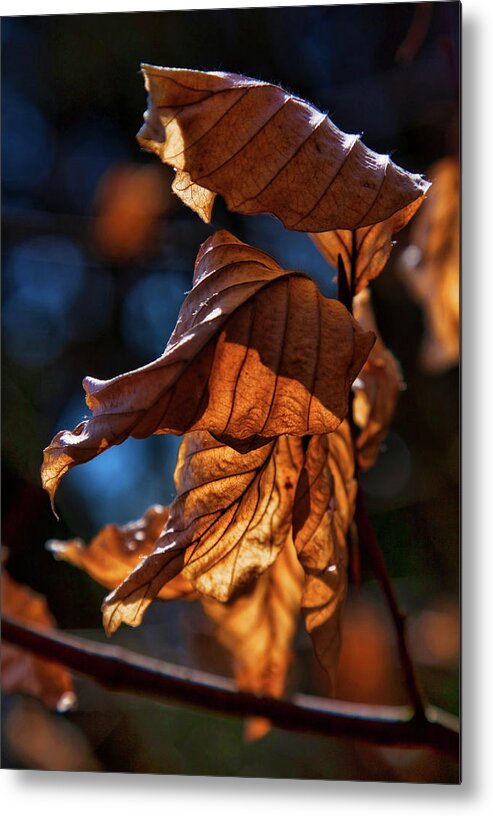 Dry Metal Print featuring the photograph Dry autumn leaves in golden light by Tatiana Travelways
