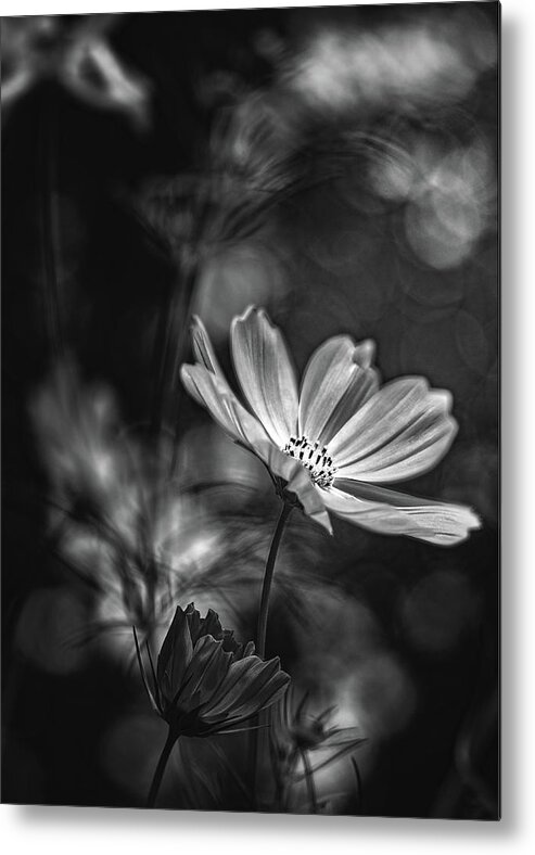 Flower Metal Print featuring the photograph Early Spring by Bob Orsillo