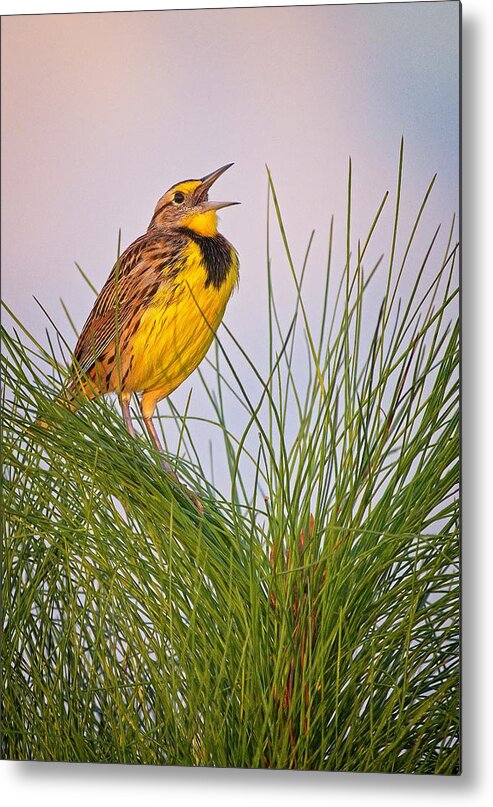 Bird Metal Print featuring the photograph Eastern Meadowlark by Steve DaPonte
