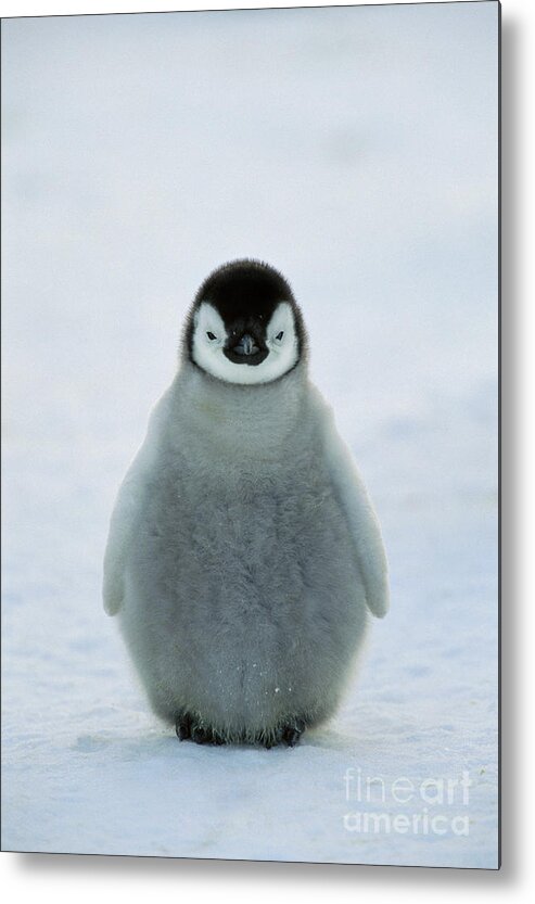 00193672 Metal Print featuring the photograph Emperor Penguin Baby by Konrad Wothe