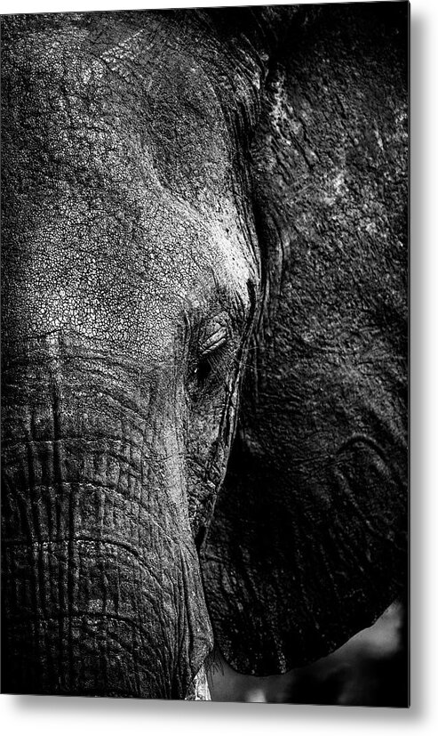 Africa Metal Print featuring the photograph Eye contact by Stefan Knauer