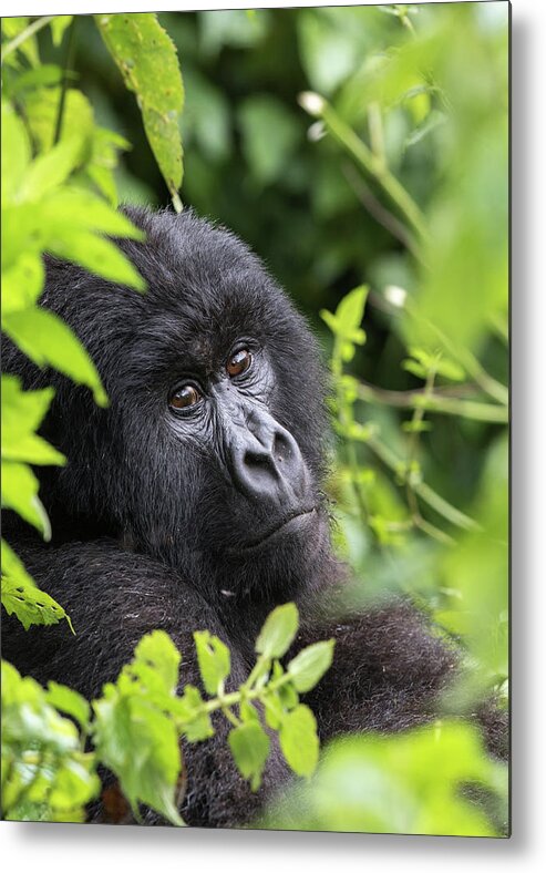 Gorilla Metal Print featuring the photograph Home by Cameron Anderson Raffan