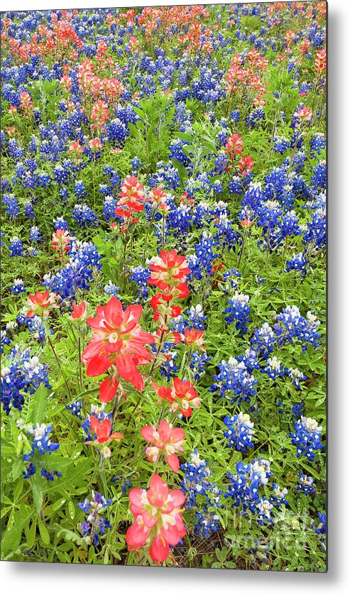Dave Welling Metal Print featuring the photograph Field Of Bluebonnets And Indian Paintbrush Texas Hill Country by Dave Welling