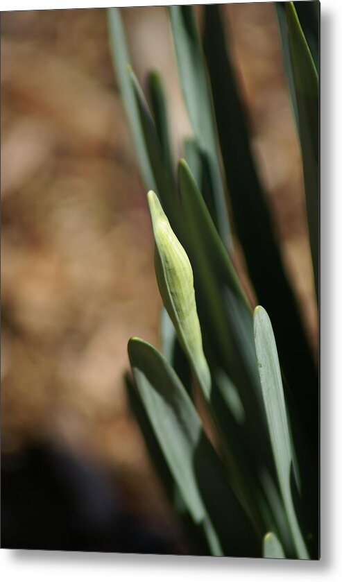  Metal Print featuring the photograph First Bud by Heather E Harman