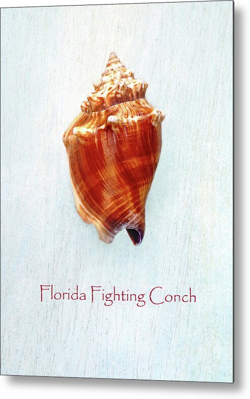 Florida Metal Print featuring the photograph Florida Fighting Conch II by Kathi Mirto