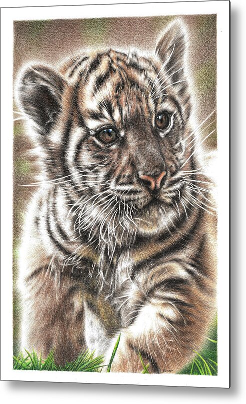 Tiger Metal Print featuring the drawing Fluffy Tiger Cub by Casey 'Remrov' Vormer