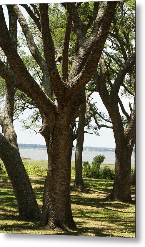  Metal Print featuring the photograph Fort Fisher Oak by Heather E Harman