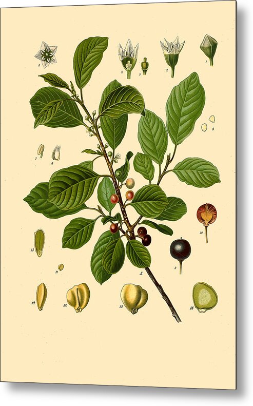 Walther Otto Mueller Metal Print featuring the drawing Frangula alnus by Walther Otto Mueller