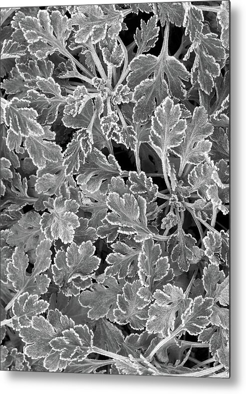 Black And White Metal Print featuring the photograph Frost Covered Chrysanthemum Leaves Black and White by Kathi Mirto