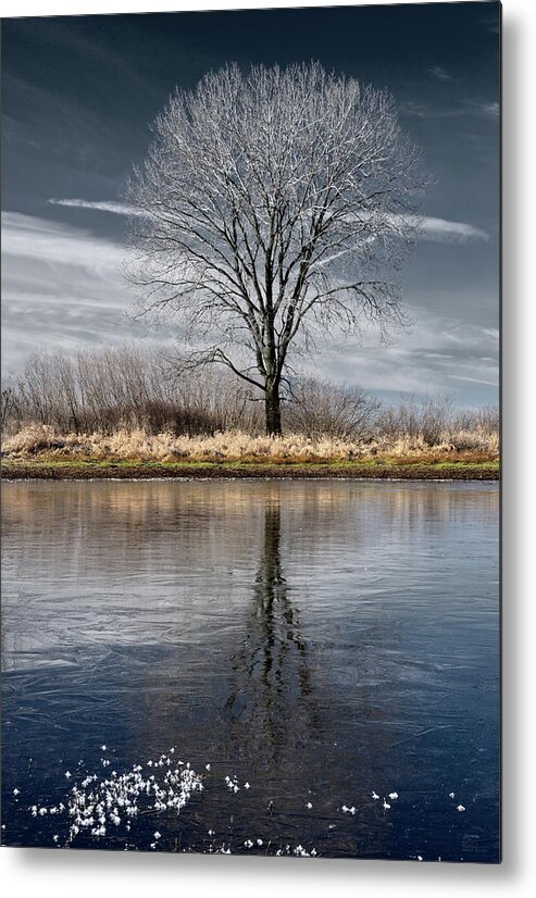 Frost Metal Print featuring the photograph Frozen pond and frosted tree with reflection at Harveys Marsh in Wisconsin by Peter Herman