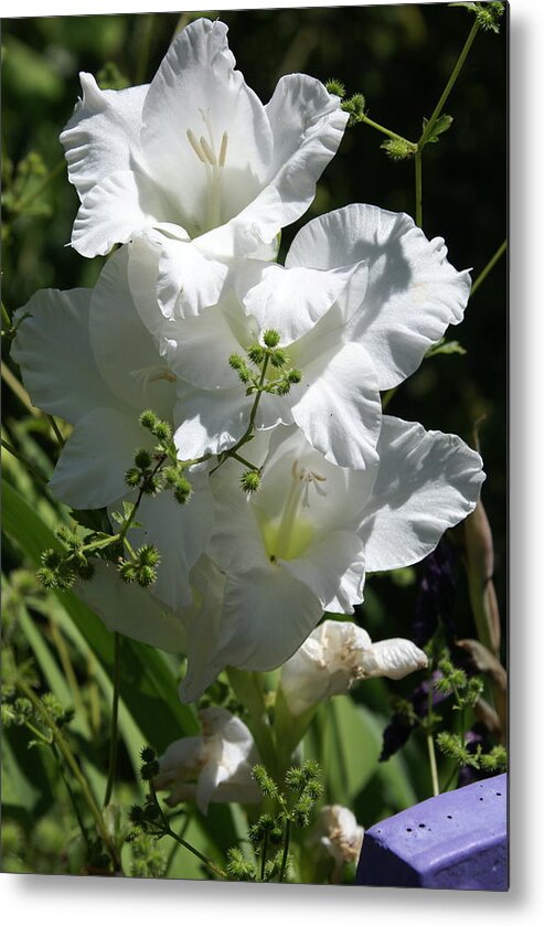 Metal Print featuring the photograph Gladiolus by Heather E Harman