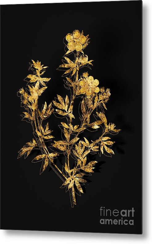 Vintage Metal Print featuring the mixed media Gold Yellow Buttercup Flowers Botanical Illustration on Black by Holy Rock Design