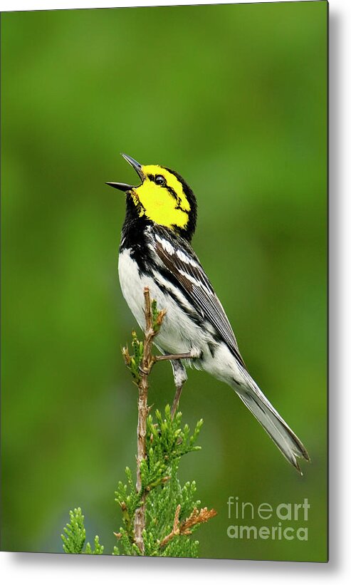 Dave Welling Metal Print featuring the photograph Golden-cheeked Warbler Chrysoparia Chrysoparia Wild Texas by Dave Welling