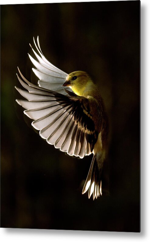 American Metal Print featuring the photograph Goldfinch in Flight, North Carolina Uwharrie National Forest, Photograph by Eric Abernethy