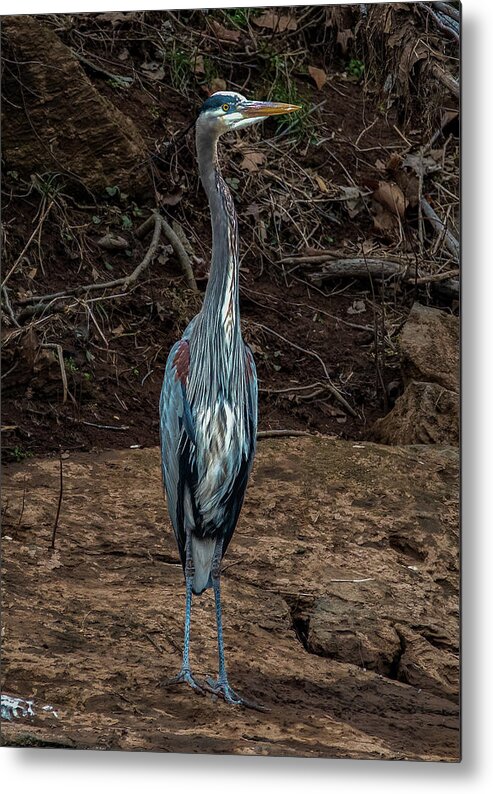 Animals Metal Print featuring the photograph Great Blue Heron by Brian Shoemaker