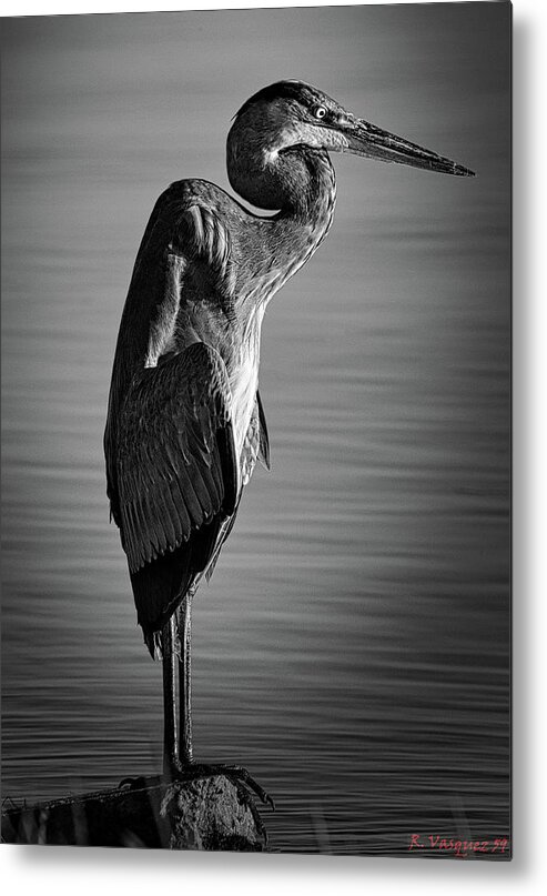  Swan Metal Print featuring the photograph Great Blue Heron In Contemplation by Rene Vasquez