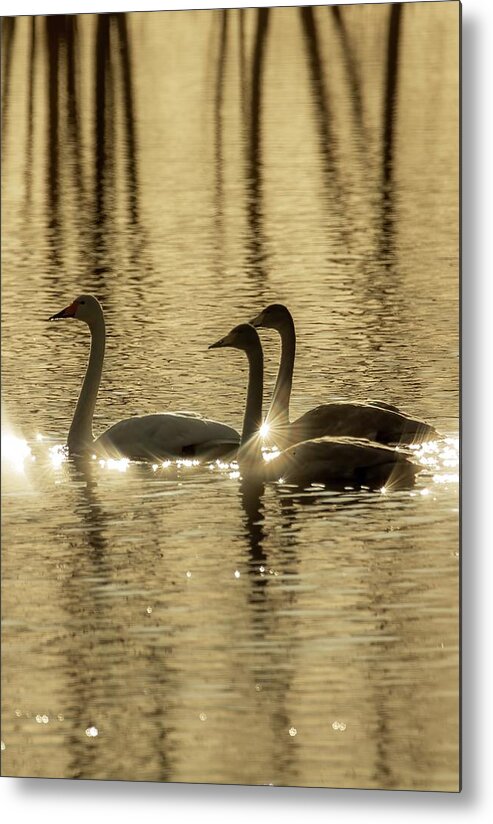 Harmony Metal Print featuring the photograph Harmony by Rose-Marie Karlsen