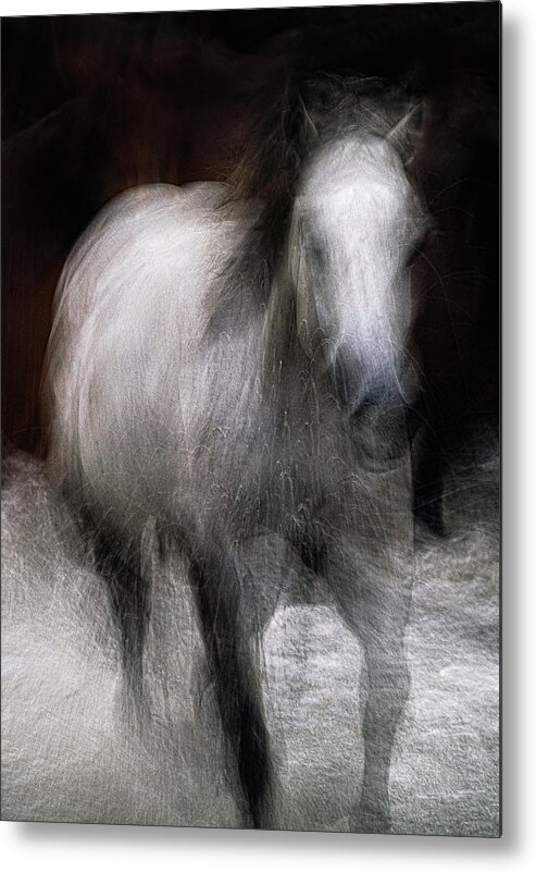 Landscape Metal Print featuring the photograph Horse by Grant Galbraith