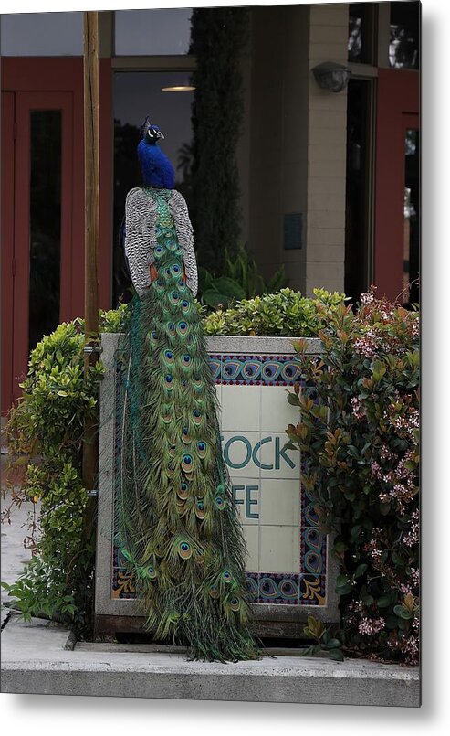 Indian Peafowl Metal Print featuring the photograph Indian Peacock with iridescent Blue and Green Plumage by Mingming Jiang