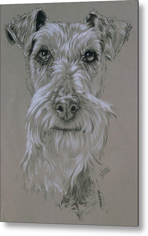 Purebred Metal Print featuring the drawing Irish Terrier Portrait in Graphite by Barbara Keith