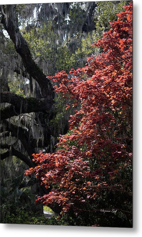 Photograph Metal Print featuring the photograph Japanese Red Maple in Watercolor by Suzanne Gaff