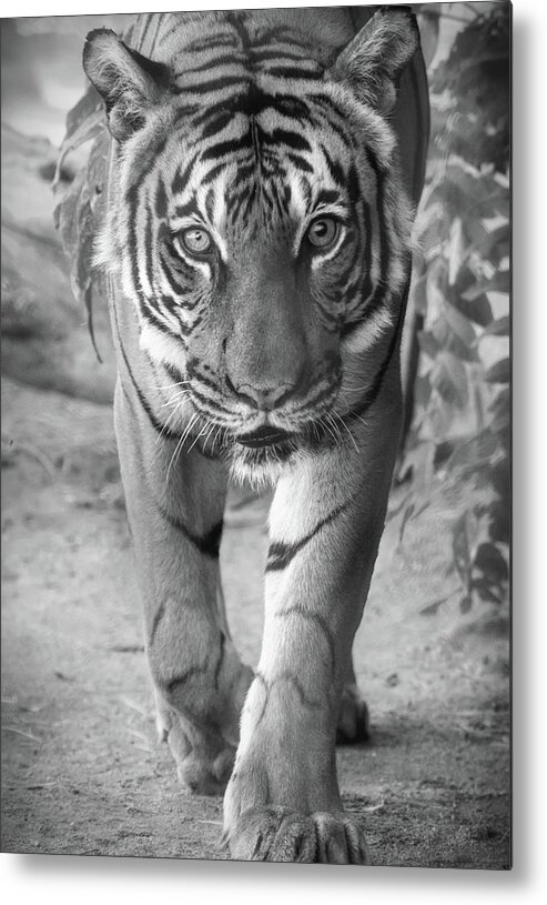 Tiger Metal Print featuring the photograph Last Looks by Elaine Malott