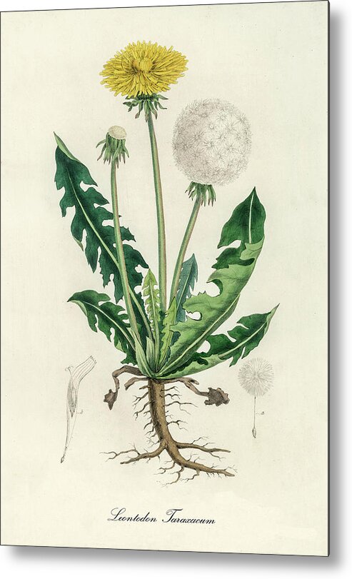 Leontodon Taraxacuma Metal Print featuring the digital art Leontodon Taraxacuma - Dandelion - Medical Botany - Vintage Botanical Illustration by Studio Grafiikka