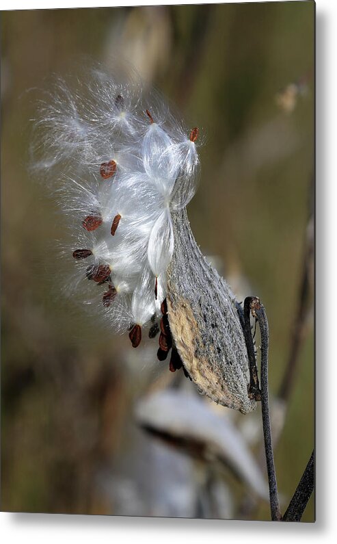 Fall Metal Print featuring the photograph Milkweed Pod 101720 by Mary Bedy