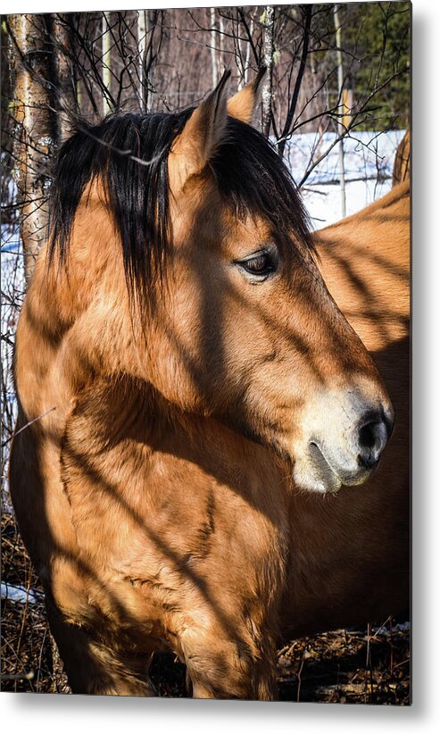 Winter Metal Print featuring the photograph Montaro the Magnificent by Listen To Your Horse
