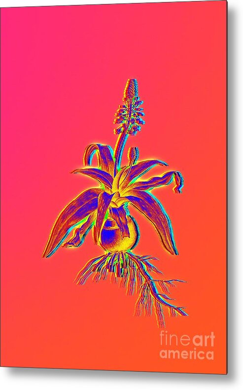 Neon Metal Print featuring the painting Neon Pink Lachenalia Lanceaefolia Botanical Art n.0518 by Holy Rock Design