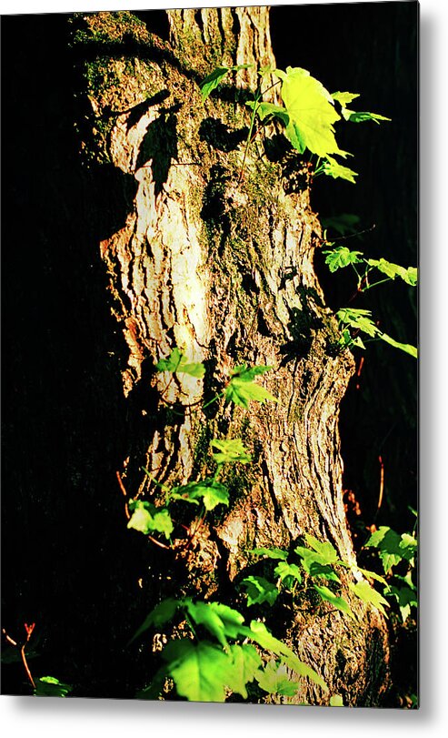 Nature Metal Print featuring the photograph New Growth in Springtime by Steve Ember