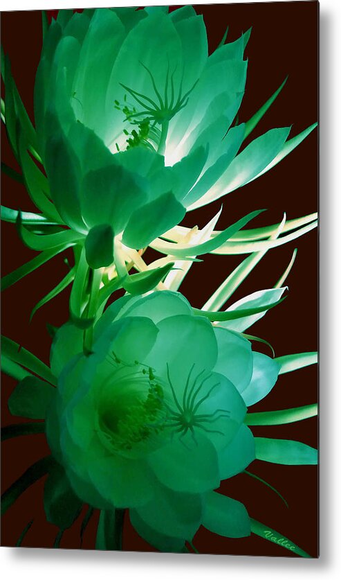Flowers Metal Print featuring the photograph Night Blooming Cereus by Vallee Johnson