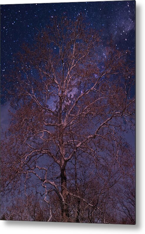Tree Metal Print featuring the photograph Night Sky Tree by Russ Considine