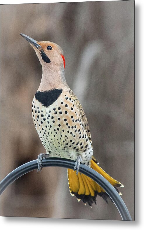 2019 Metal Print featuring the photograph Northern Flicker 3 by Gerri Bigler