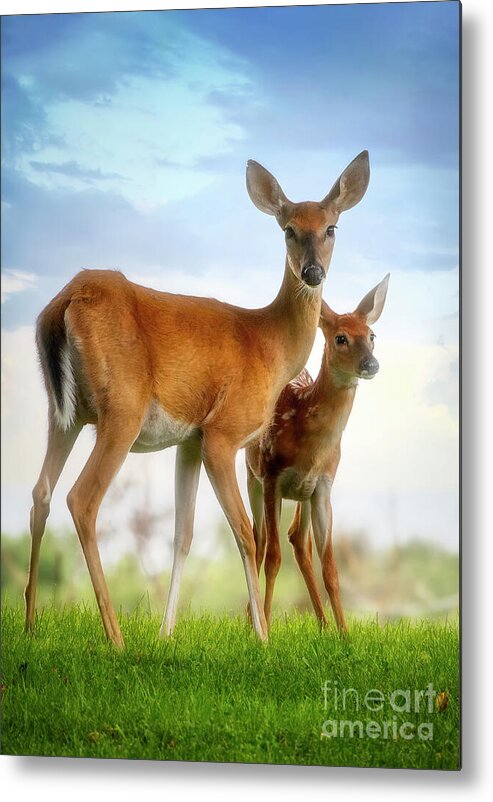 Deer Metal Print featuring the photograph Oh, Deer, Let's Pose... by Shelia Hunt