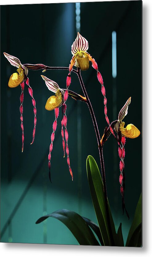 Flower Metal Print featuring the photograph Paphiopedilum philippinense by Robin Street-Morris