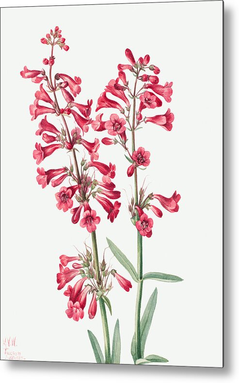 Parry's Penstemon Metal Print featuring the painting Parry's Penstemon Flowers. ByMary Vaux Walcott by World Art Collective