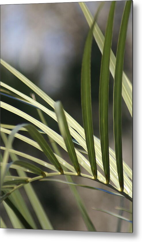  Metal Print featuring the photograph Pindo Palm Frond by Heather E Harman