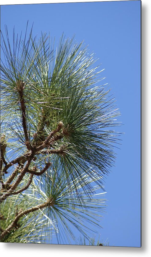  Metal Print featuring the photograph Pine Right by Heather E Harman