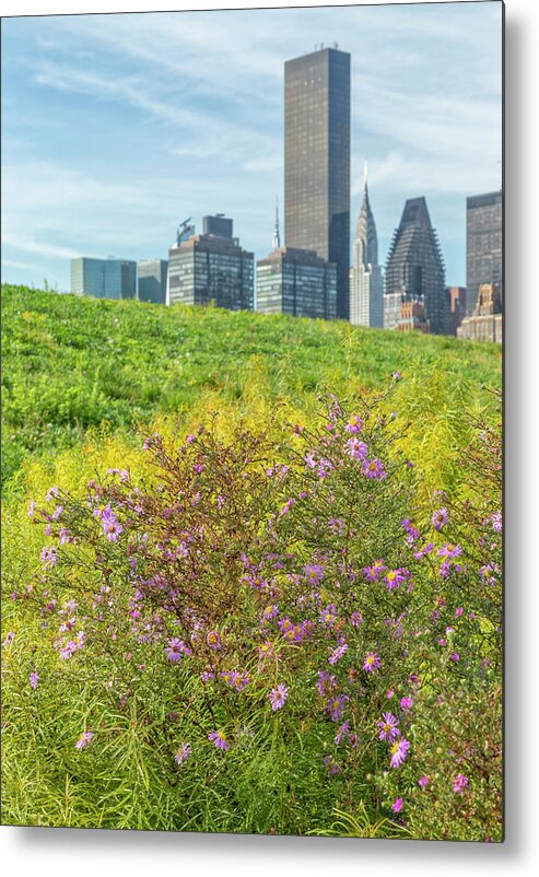 Roosevelt Island Metal Print featuring the photograph Purple Autumn Wild Flowers by Cate Franklyn