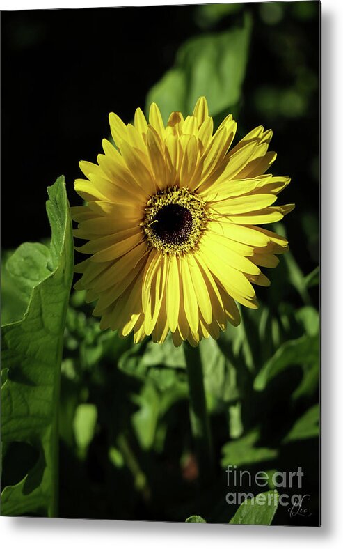 Gerber Daisy Metal Print featuring the photograph Ready to Shine by D Lee
