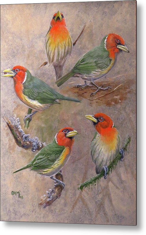 Red-headed Barbet Metal Print featuring the painting Red-headed Barbet by Barry Kent MacKay