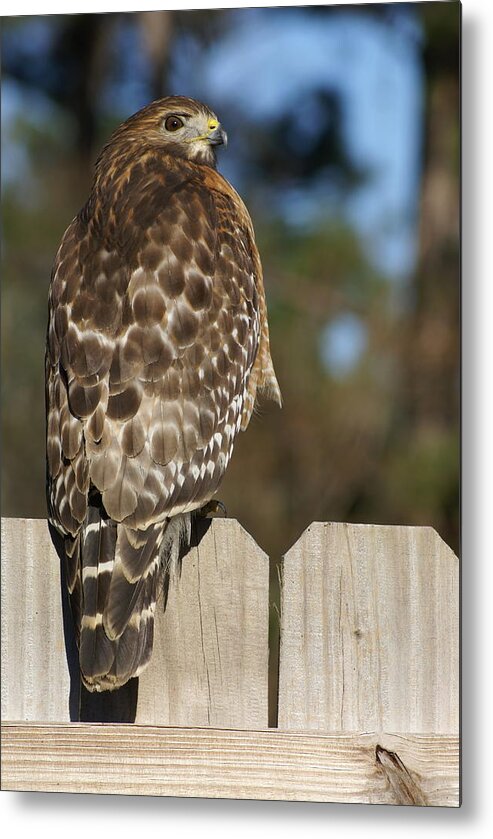  Metal Print featuring the photograph Red-Shouldered Hawk by Heather E Harman