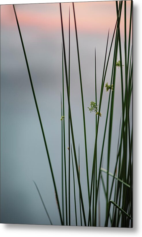 Reed Metal Print featuring the photograph Reeds By A Pond by Phil And Karen Rispin