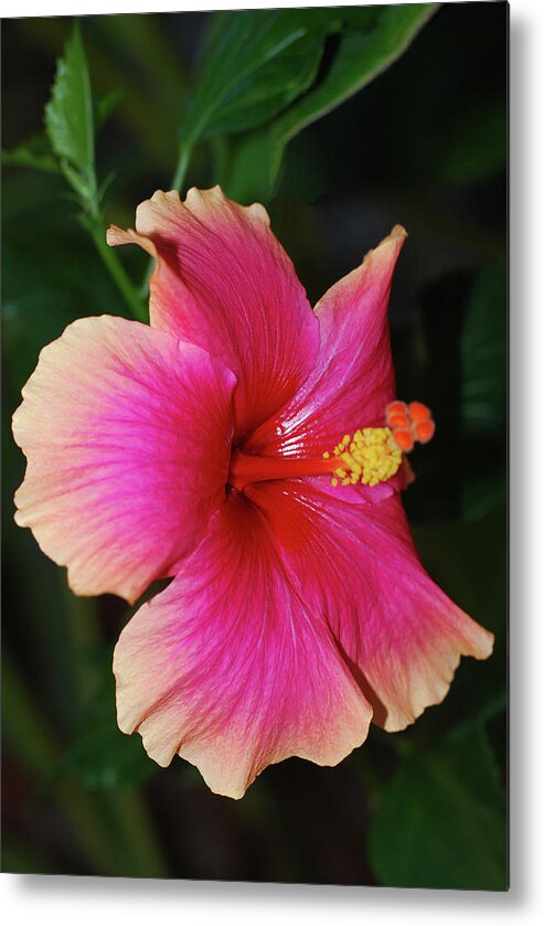 Hibiscus Metal Print featuring the photograph Rise and Shine - Hibiscus Face by Connie Fox