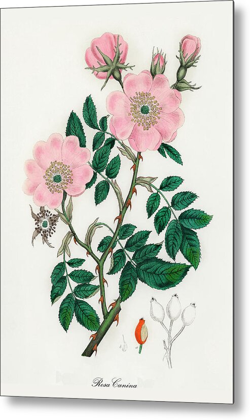 Rosa Canina Metal Print featuring the digital art Rosa Canina - Dog Rose - Medical Botany - Vintage Botanical Illustration - Plants and Herbs by Studio Grafiikka