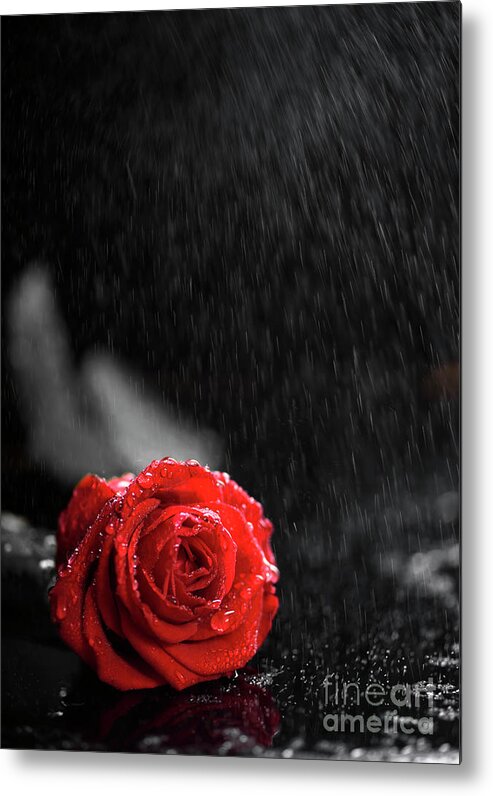 Roses Metal Print featuring the photograph Rose with water drops by Jelena Jovanovic