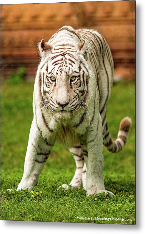 Royal Bengal Tiger Metal Print featuring the photograph Royal Bengal Tiger by Winston D Munnings