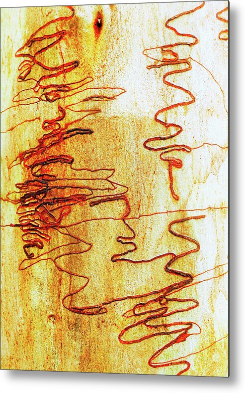 Tree Bark Metal Print featuring the photograph Scribbly Gum Tree Bark 2 by Lexa Harpell