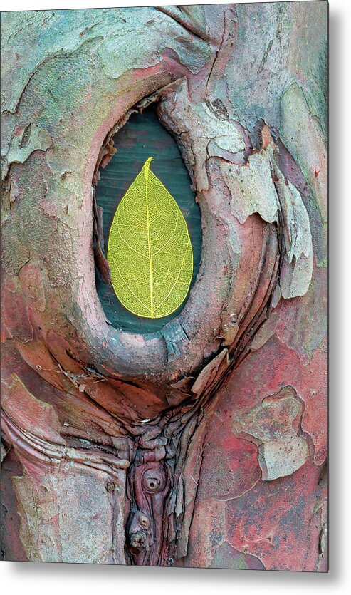 Skeleton Leaf Metal Print featuring the photograph Skeleton Leaf In Tree Bark by Gary Slawsky